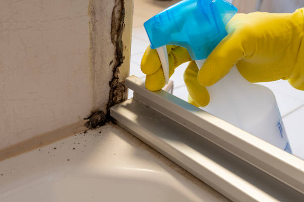 Trusted Pineville, LA Mold Removal Experts