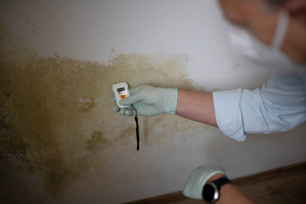 Mold Testing and Removal in Pineville, LA